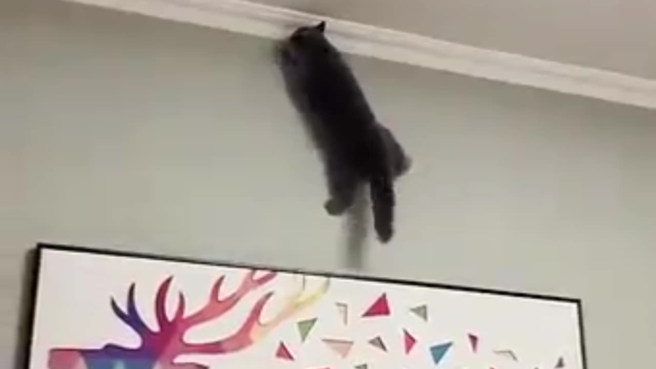 Beautiful cats ππββ¬π»πΈπΊ