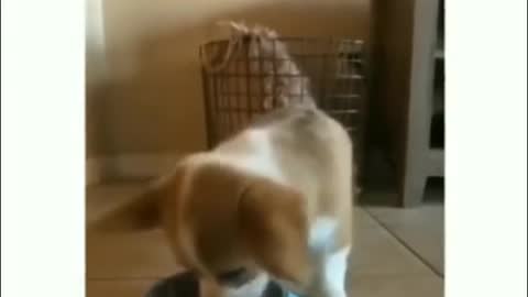 A dog's daily routine
