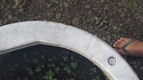 Sponge gourd can be used for washing dishes and clothes