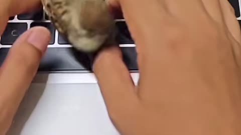 Adorable sparrow 🥰
