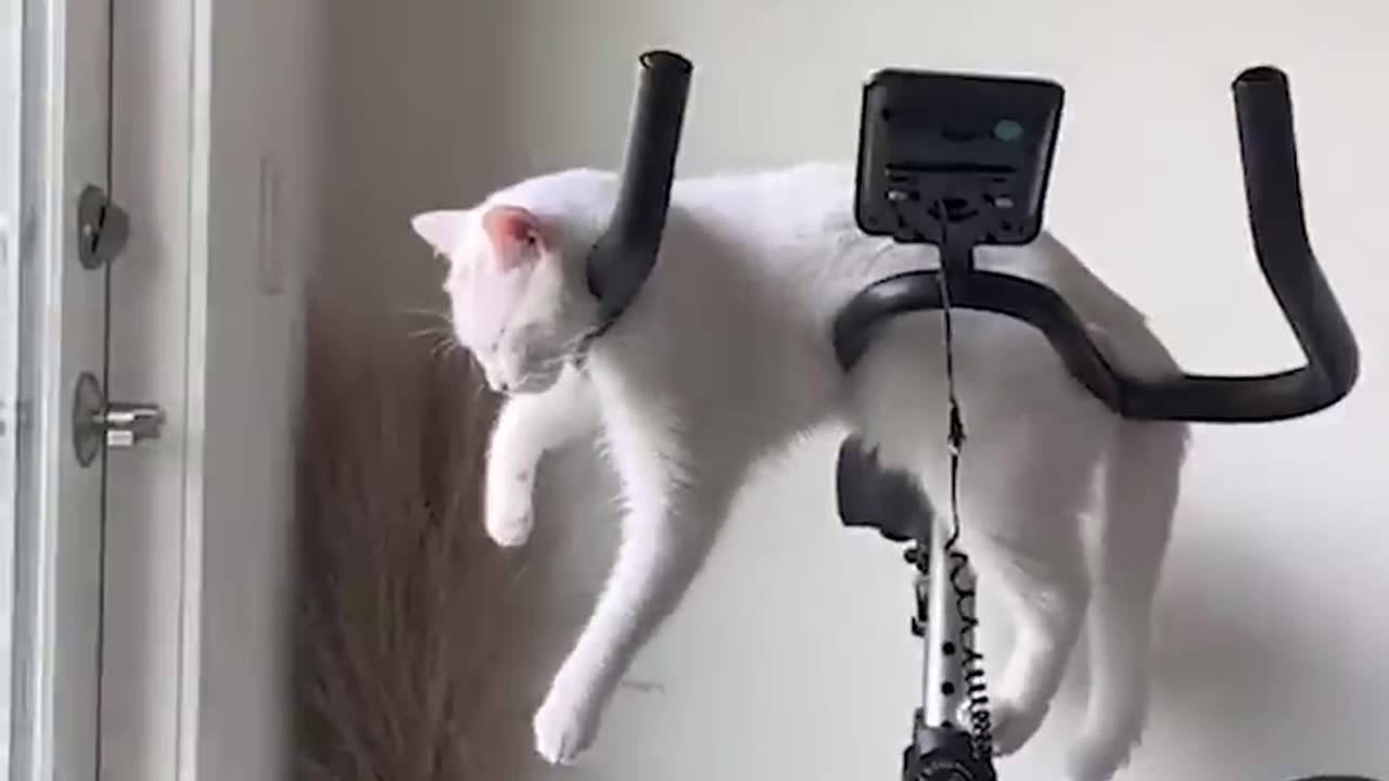 Funny_animals_Funny_cats_and_dogs_funny_animals_videos_2023🤣