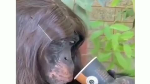 Comment monkey friend! 🙉 #animalists #funnyanimals #comedy