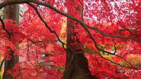 Relaxing Music | Sleeping, Meditation, Stress Relief | [7553] ⭐️