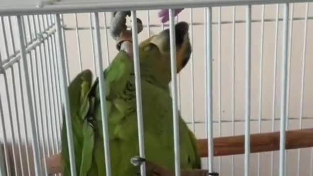 Cuckoo enjoys playing with his toy bird