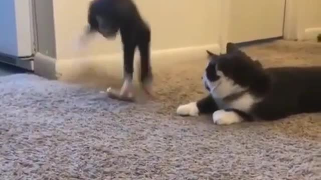 Check out my Bruce Lee nuchuck tail
