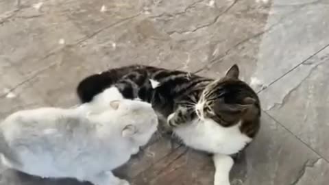 white and black cat fight