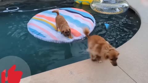 Kidz Show- Doddle fight with Cats and Dogs part-2