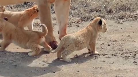 Baby lion