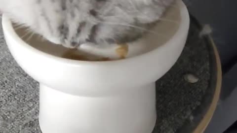 a cat that eats snacks