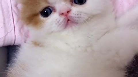 OMG So Cute Cats ♥ Best Funny Cat ❤️🐈Videos 2021 #shorts
