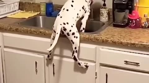 Hilarious animal moments #2
