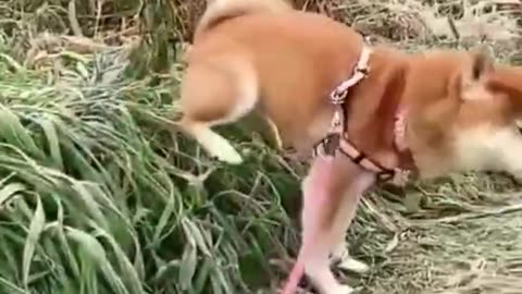 Dog 🐶 funny video