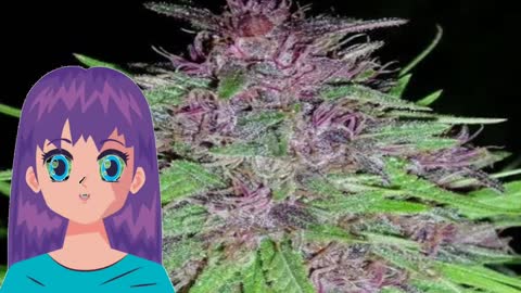 ErdPurt – Ace Seeds