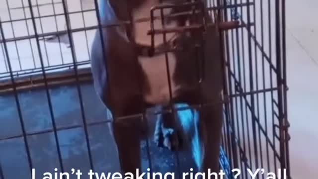 This dog talking... someone got some explaining to do rn