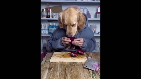 New funny videos dogs and cats follow for more beautiful videos