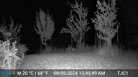 Raccoon Sniffing/Purring