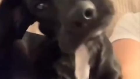 Super funny dogs