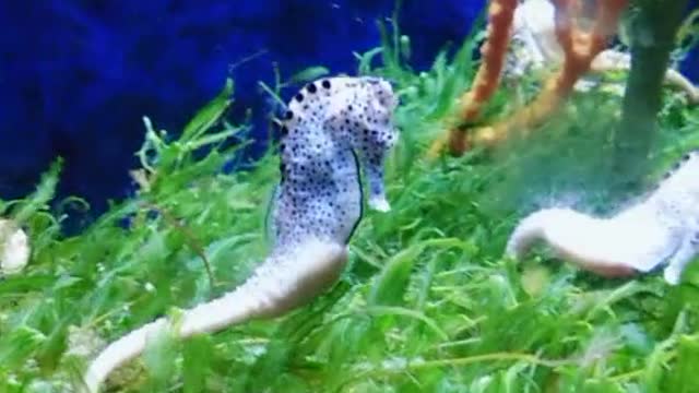 The hippocampus