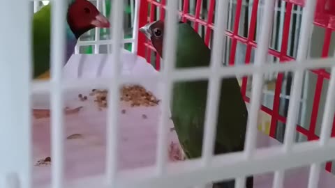 Gouldian Finch buying a new pair