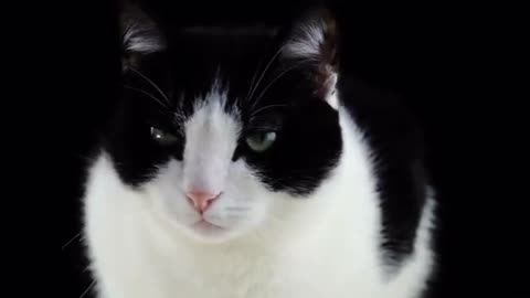 Beautiful Cats In The World Kittens Playing And Meowing