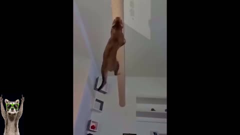 New Funny Animals Video 2023 | Funniest Cats and Dogs Videos | New Funny Video Of Cat And Dogs