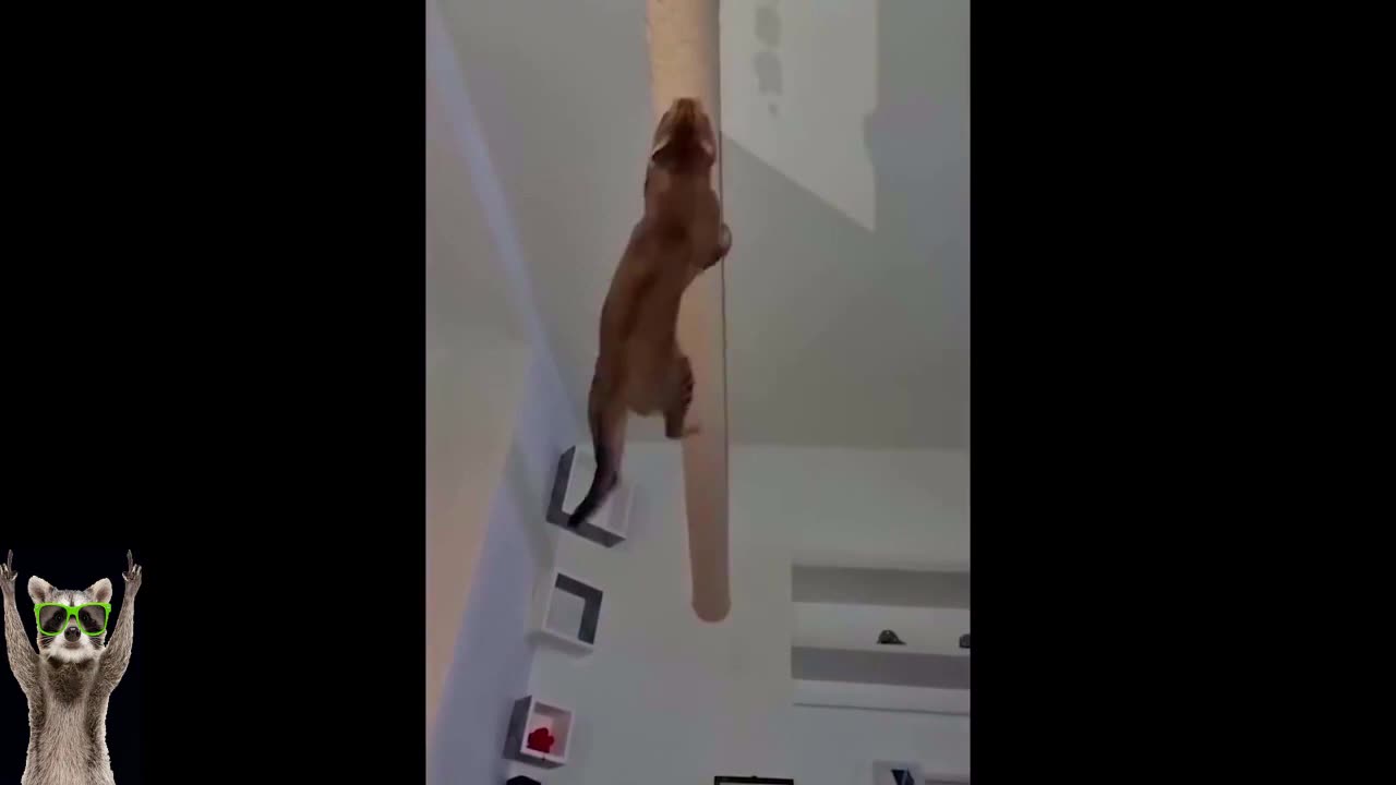 New Funny Animals Video 2023 | Funniest Cats and Dogs Videos | New Funny Video Of Cat And Dogs