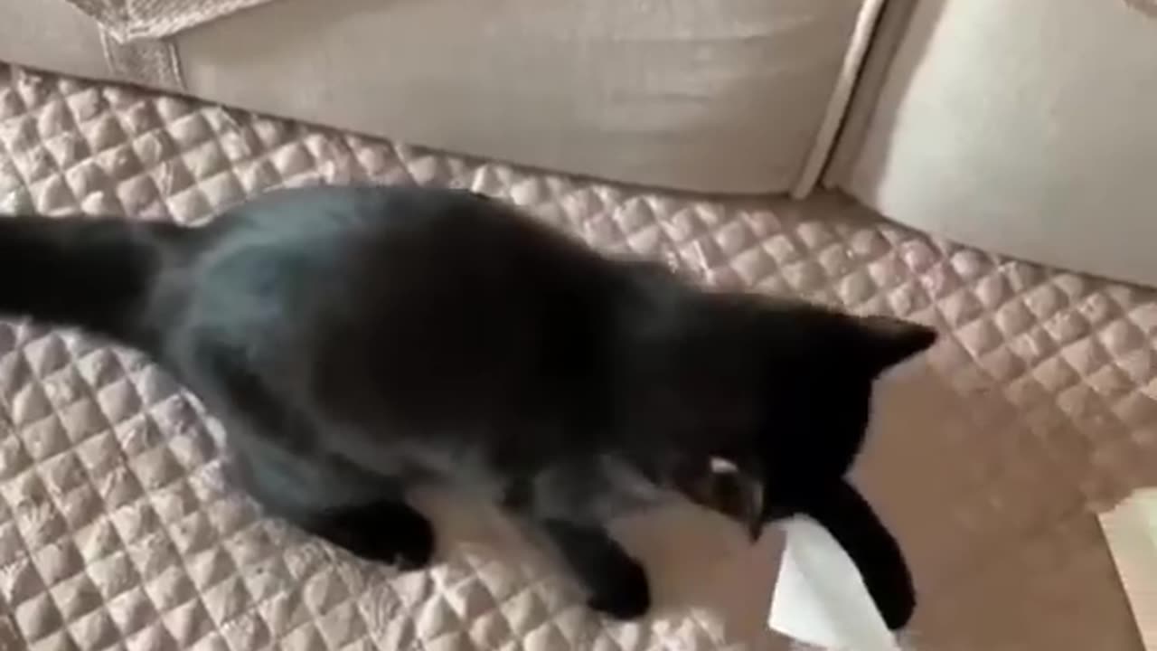 Funny animals short video