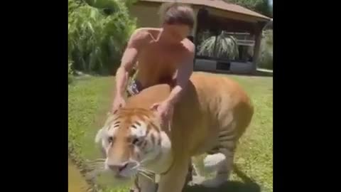 Вот это котик