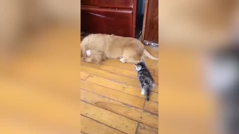 ❤️Pets are distinct in another level🤣🤣🤣🤣