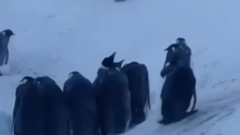 Humanity still Alive 🐧🐧❤️❤️
