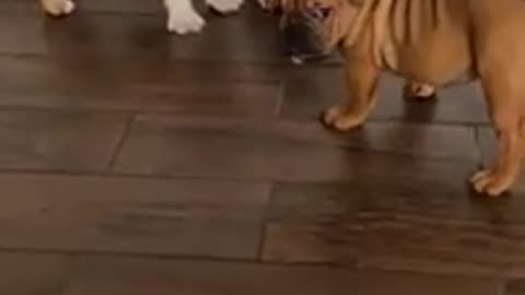 BABY english bulldog won't let dad take a nap