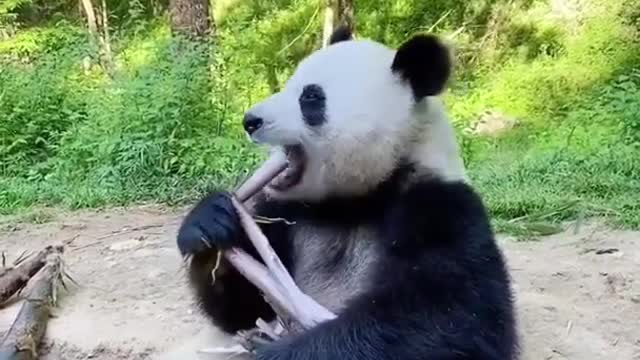 funny animal videos | Panda Compilation ।