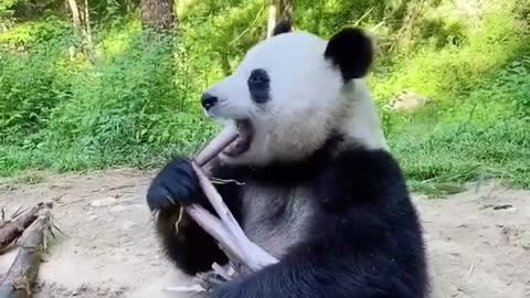 funny animal videos | Panda Compilation ।