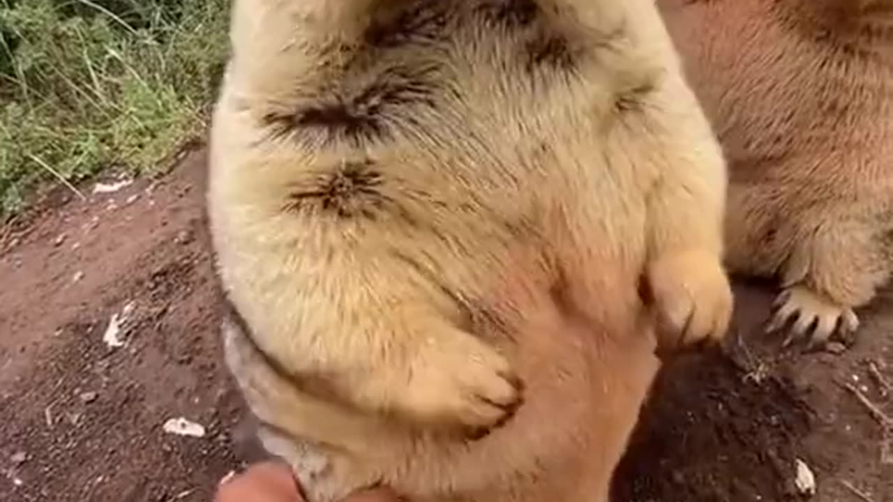 Are you in need of a good laugh? Check out this hilarious compilation of the best funny