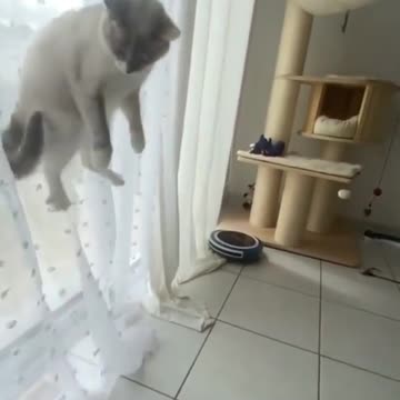 Funny and Cute Cat | The way she turned around ☺️