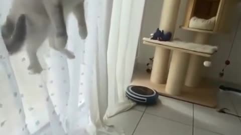 Funny and Cute Cat | The way she turned around ☺️