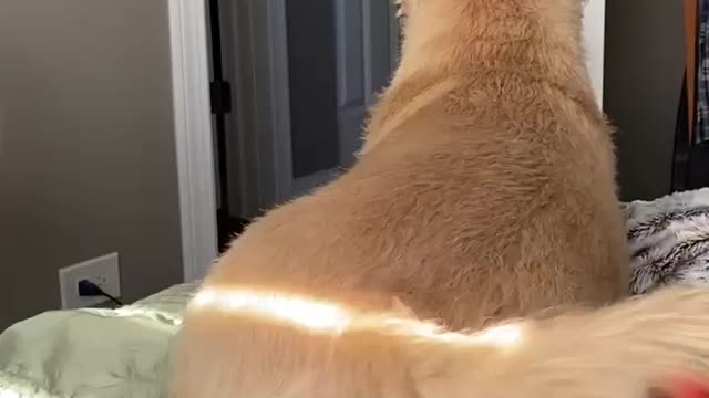 PIT BULL'S DADDY COMES HOME