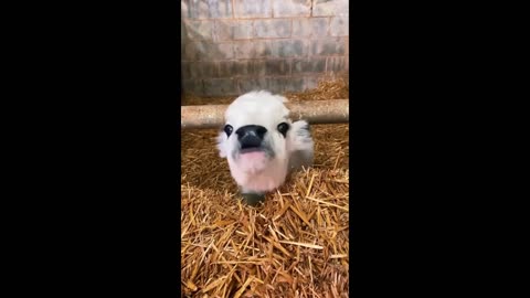 Cute Baby Animals Videos Compilation | Funny and Cute Moment of the Animals #9 - Cutest Animals 2023