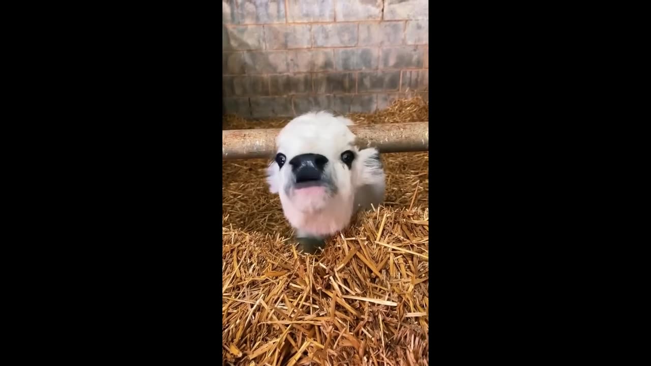 Cute Baby Animals Videos Compilation | Funny and Cute Moment of the Animals #9 - Cutest Animals 2023