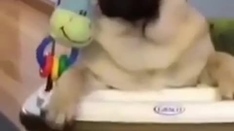 Smart and Funny Dogs | Funny Pets 4...
