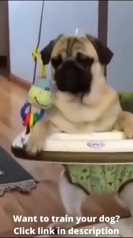 Smart and Funny Dogs | Funny Pets 4...