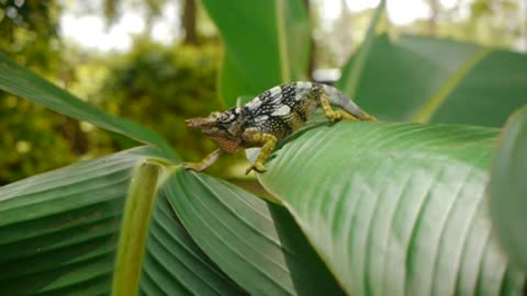 TwoHorned Chameleon