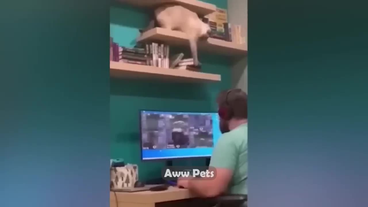 Funniest Animals 2022 π Funniest Cats and Dogs πΊπΆ |Aww Pets