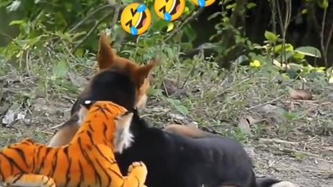 Funny animal video | funny video | try not to laugh #funny #comedy #trynottolaugh