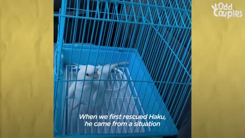 Bird Loves To Annoy His Dog Brother _ The Dodo Odd Couples