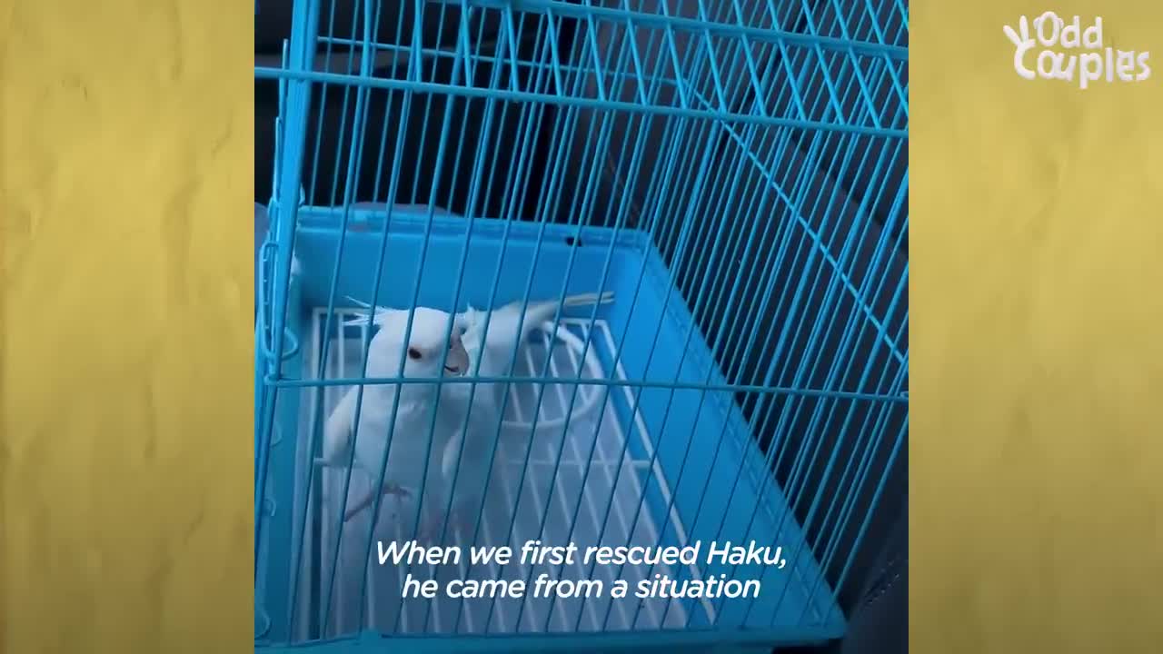 Bird Loves To Annoy His Dog Brother _ The Dodo Odd Couples