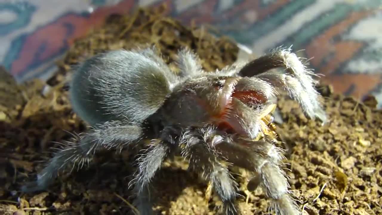 Brazilian Black - Grammostola pulchra - Pet tarantula