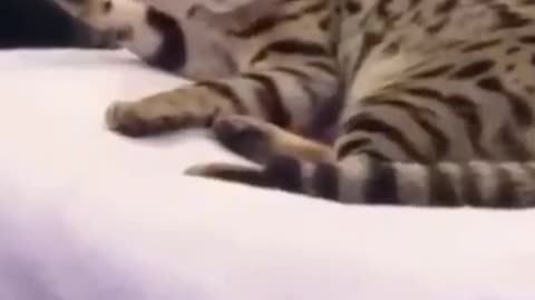 Cat vs. Dog Comedy Showdown🐱🐶😂🐾🐾 Hilarious Hijinks and Paw-sitive Laughs🤣