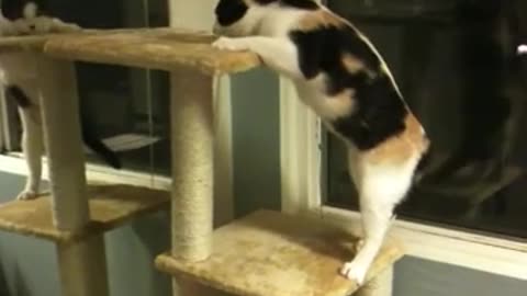 CatTree FAIL ( 100% LAUGHT )