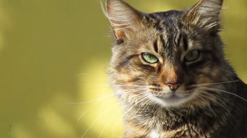 Watch this lovely cat